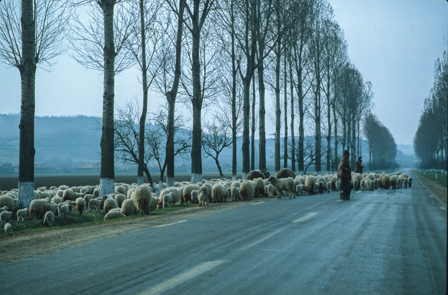 Sheep on road in Transylvania